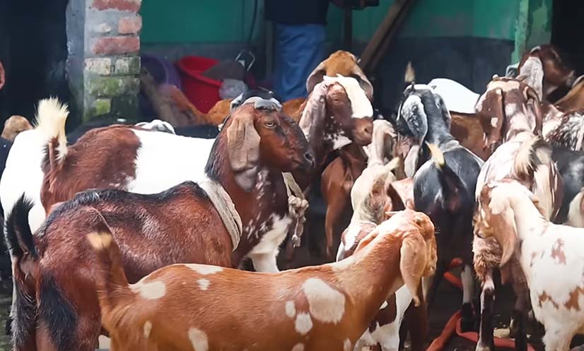 দিনাজপুরের পার্বতীপুরে ছাগল ও গরুর খামার: সফলতার গল্প