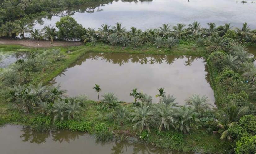 লবণাক্ত  জমিতে সৌদি খেজুরের বাম্পার ফলন