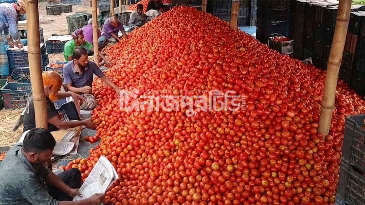 দিনাজপুর গাবুড়ার টমেটো বাজার জমজমাট, লাভের মুখ দেখছেন কৃষকরা