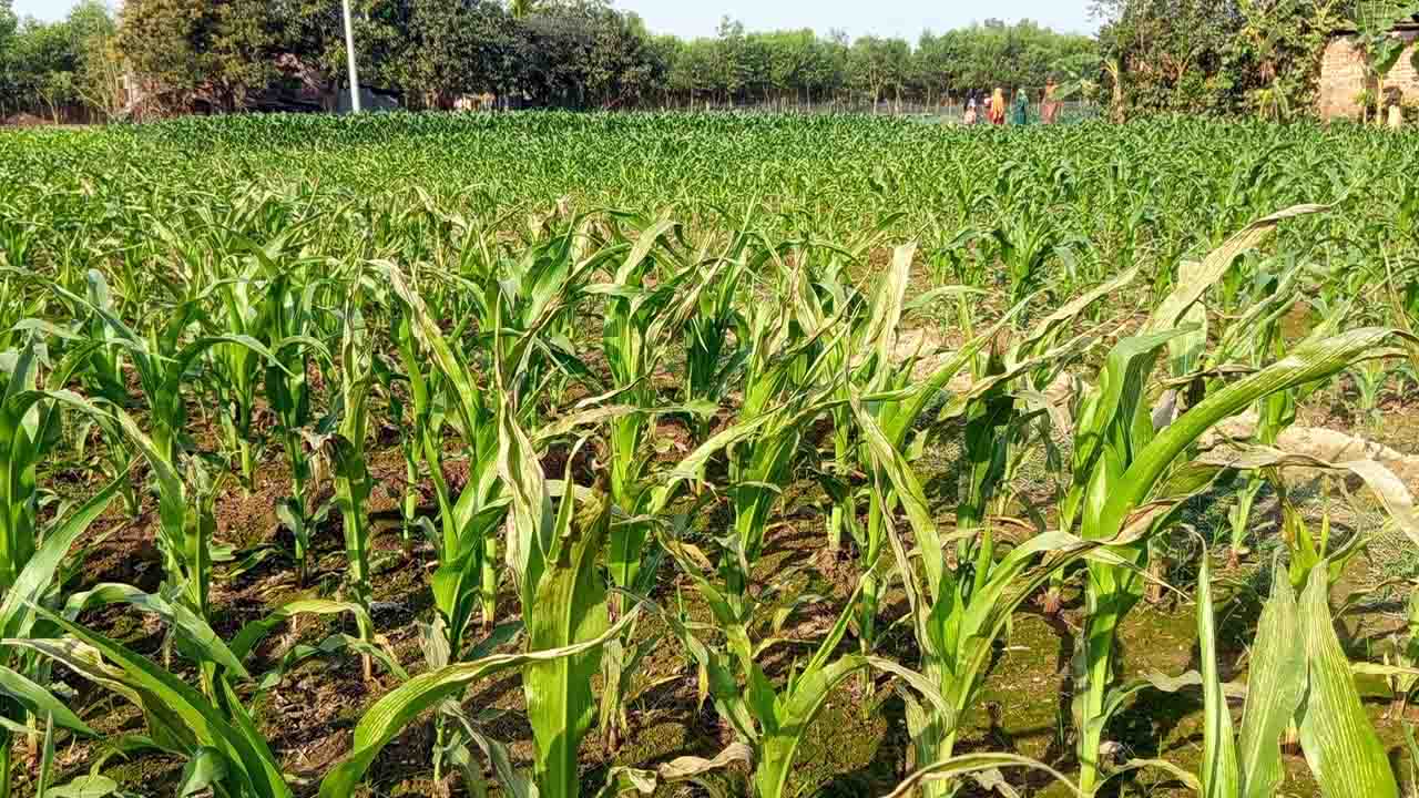 বিরলে দুই কৃষকের ভুট্টাক্ষেত বিষ প্রয়োগে নষ্টের অভিযোগ