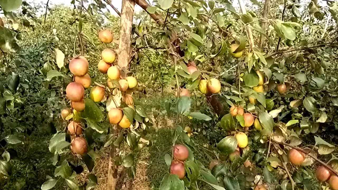 পটুয়াখালীতে বলসুন্দরী ও কাশ্মীরি কুল চাষে বিপ্লব, লাভের স্বপ্ন বুনছেন কৃষকেরা