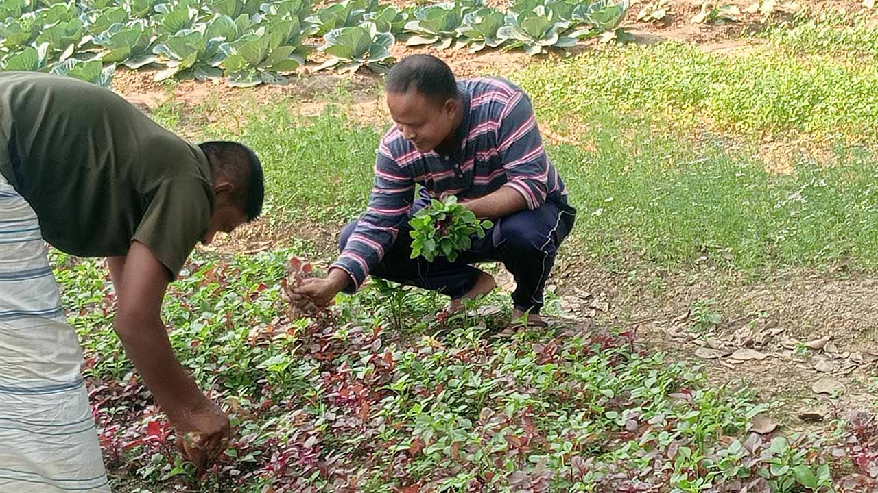 নবাবগঞ্জে পতিত জমিতে বিষমুক্ত সবজি চাষ