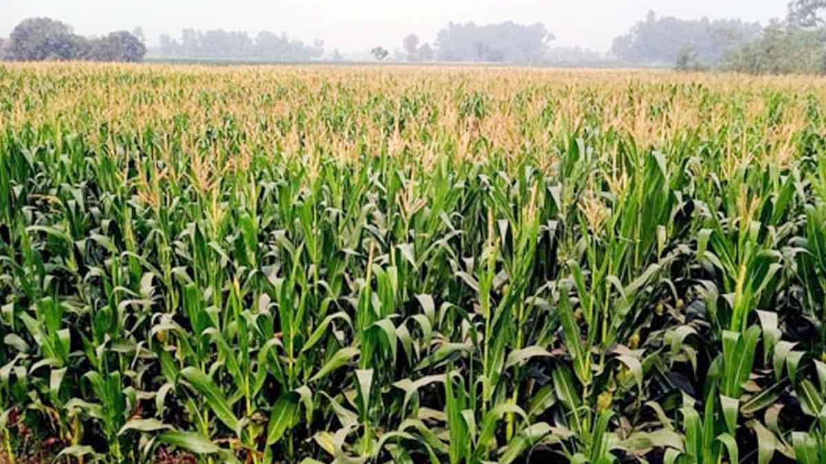 ঘোড়াঘাটে ভুট্টা চাষে আগ্রহী হচ্ছেন এলাকার চাষীরা
