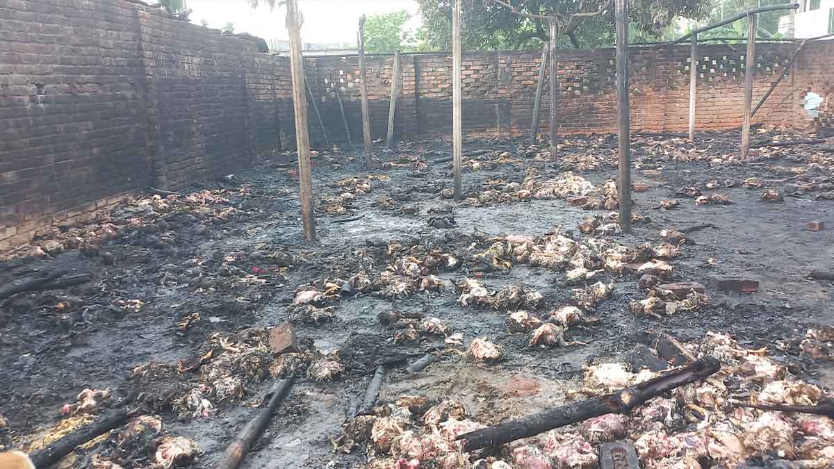 মধ্যরাতে মুরগীর ফার্মে আগুন, ৯ লাখ টাকার ক্ষতি