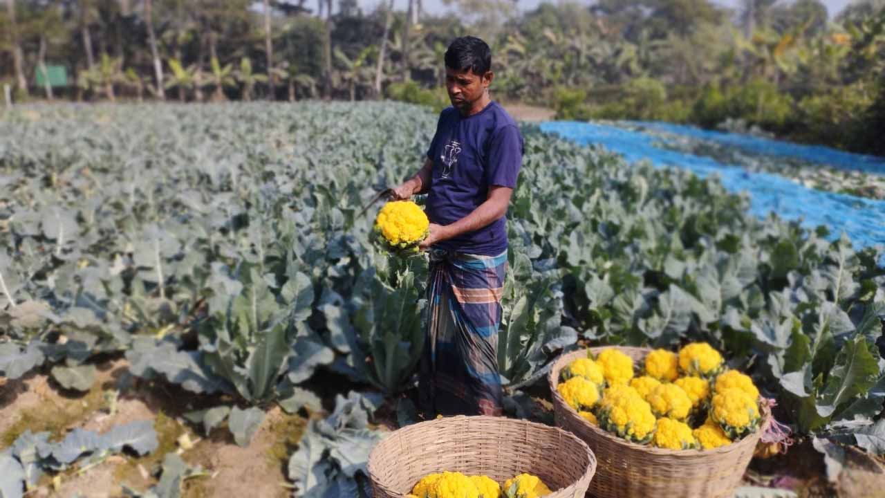রঙিন ফুলকপি চাষে খুলনার কৃষকদের মুখে হাসি