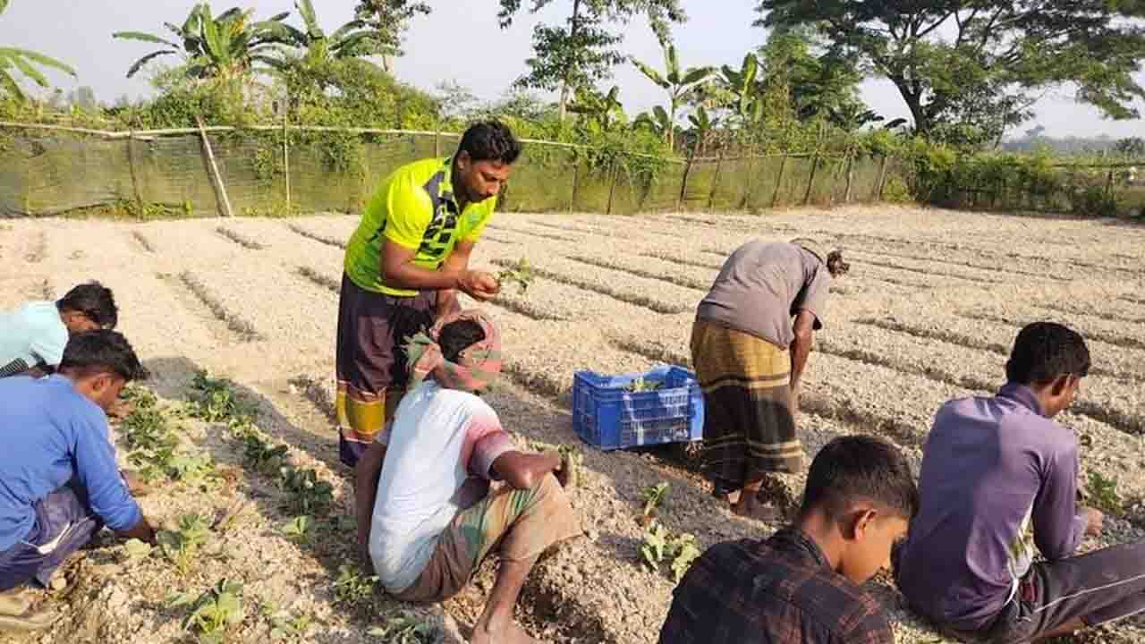 স্ট্রবেরিতে বাজিমাত বিদেশ ফেরত বগুড়ার হাসানের