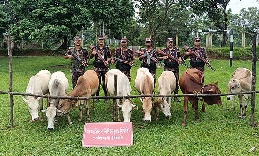 হালুয়াঘাট সীমান্তে ৫ লাখ ২০ হাজার টাকার ৮টি ভারতীয় গরু জব্দ