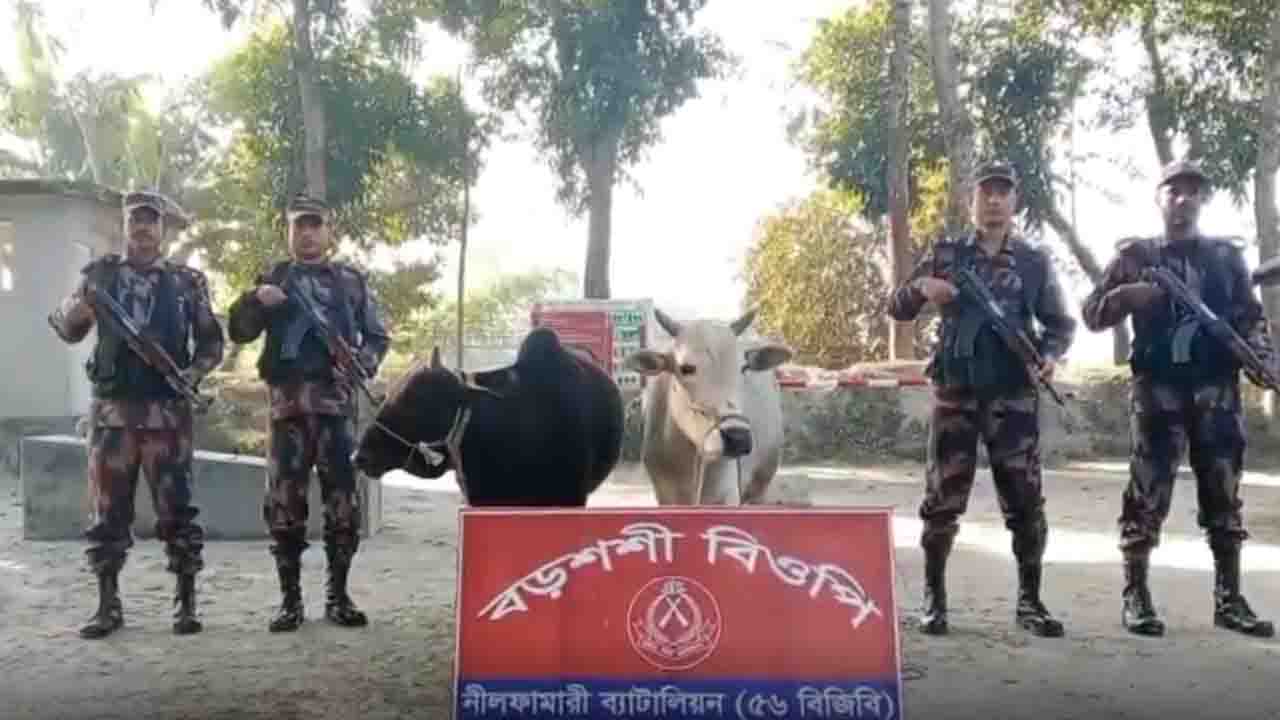 পঞ্চগড় সীমান্তে বিজিবির অভিযানে ২ লাখ ৯০ হাজার টাকার ভারতীয় গরু আটক