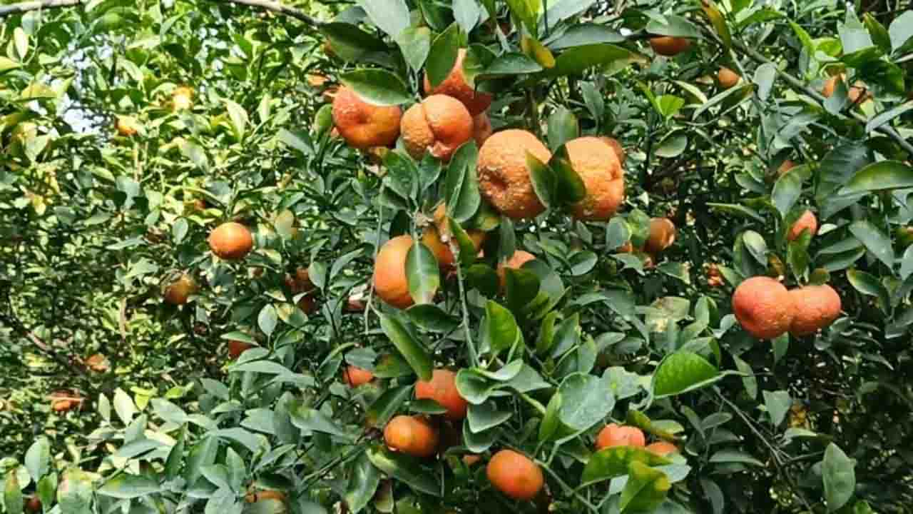 কমলা চাষে সম্ভাবনার নতুন দুয়ার খুলছেন শিবচরের উদ্যোক্তা