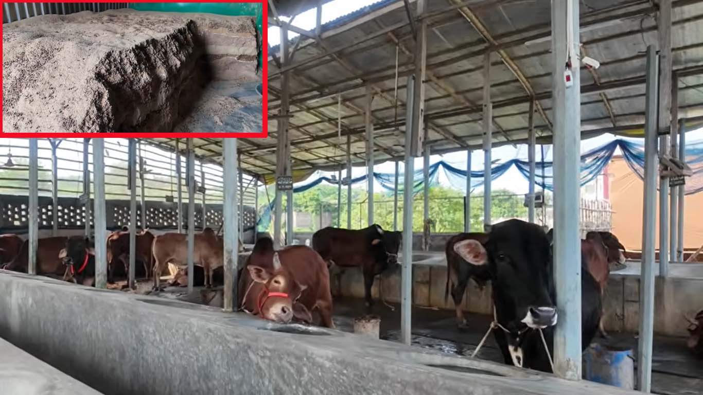 গবাদিপশুর রুচি ও স্বাস্থ্য সুরক্ষায় প্রাকৃতিক পরিচর্যা