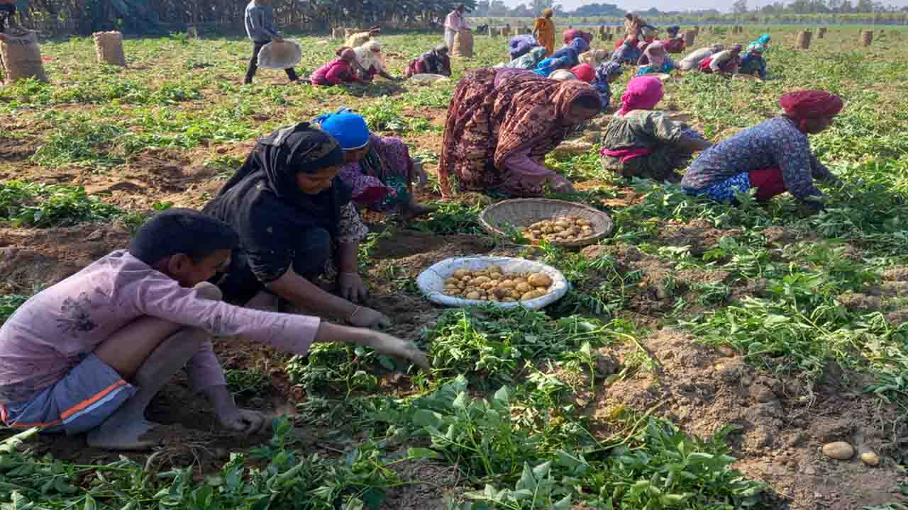বোচাগঞ্জে আগাম আলু উত্তোলন শুরু, ফলন ভালো হলেও লাভ নিয়ে শঙ্কা