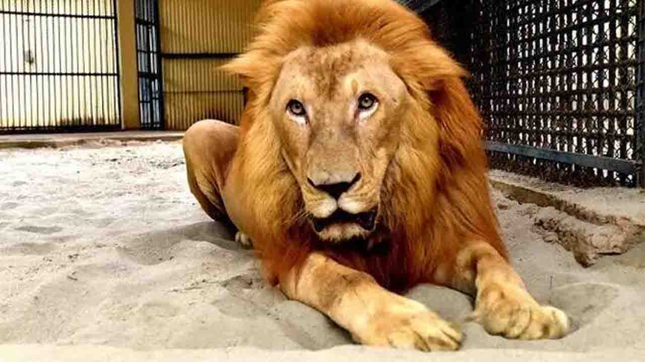 খাঁচা থেকে বের হওয়া সিংহটিকে ফিরিয়ে আনা হলো