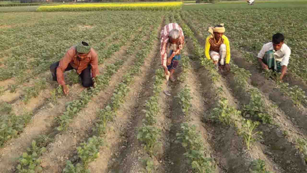 লোকসান কাটিয়ে উঠতে মতলব উত্তরে আগাম আলু চাষে ব্যস্ত কৃষকরা
