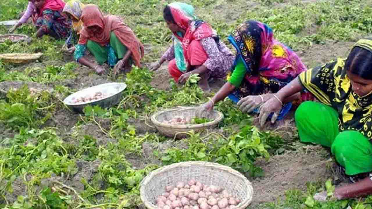 দিনাজপুরে মাঠেই বিক্রি হচ্ছে নতুন আলু ৬৮ টাকা কেজিতে