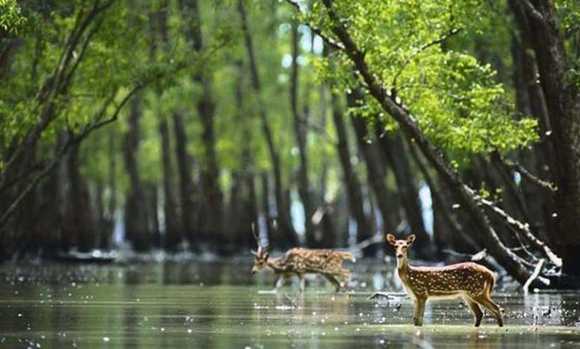 আজ বিশ্ব প্রকৃতি সংরক্ষণ দিবস