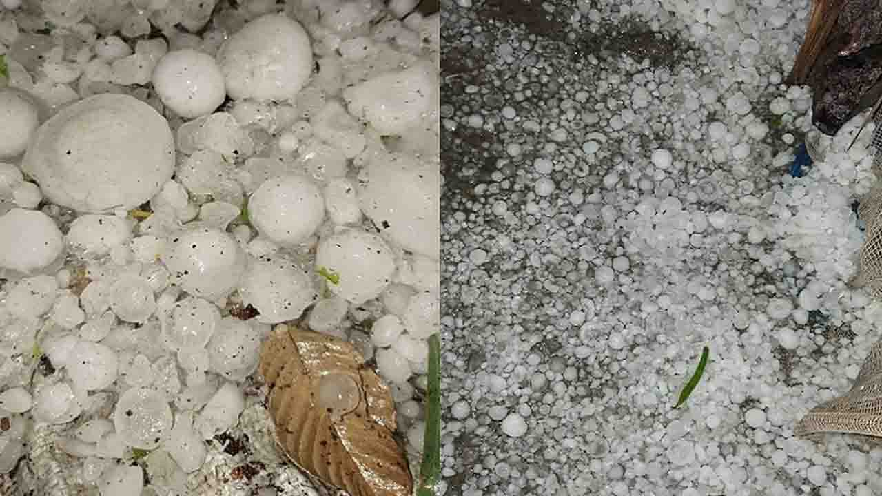 নীলফামারীতে মধ্যরাতে শিলাবৃষ্টিতে ফসলের ব্যাপক ক্ষতি