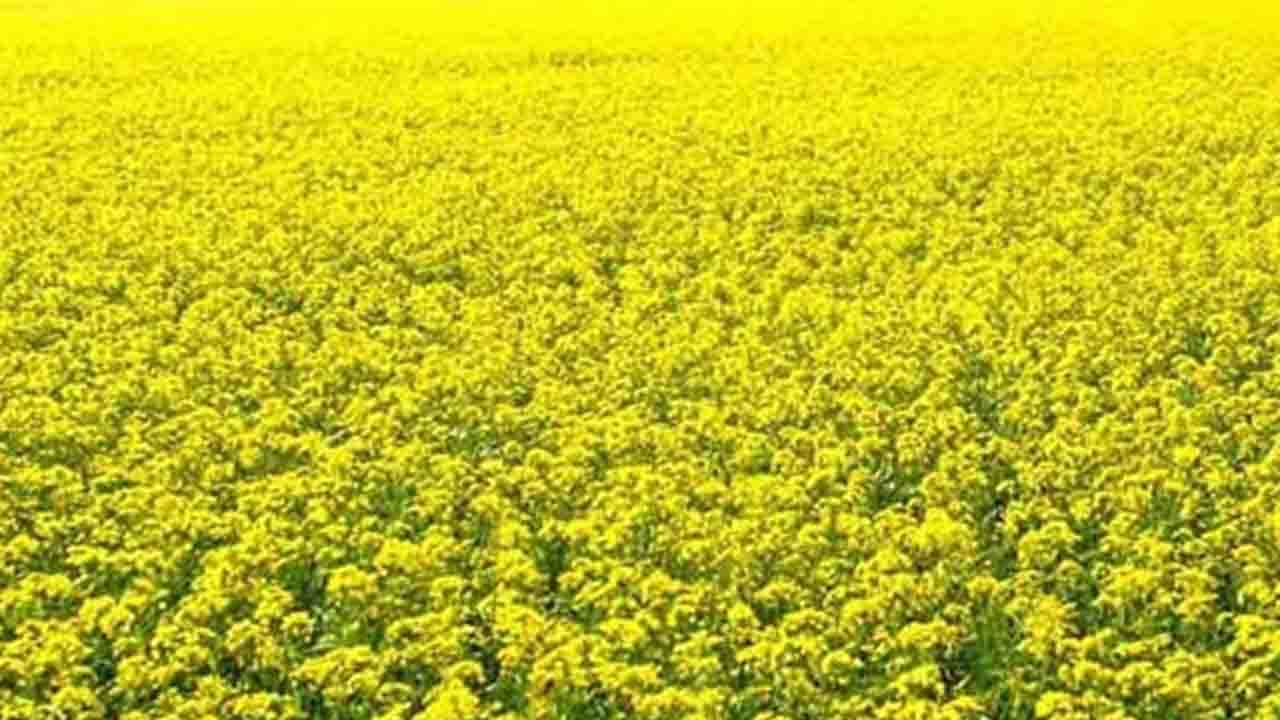 হলুদ চাদরে ঢাকা ঘোড়াঘাটের মাঠ: সরিষার বাম্পার ফলন