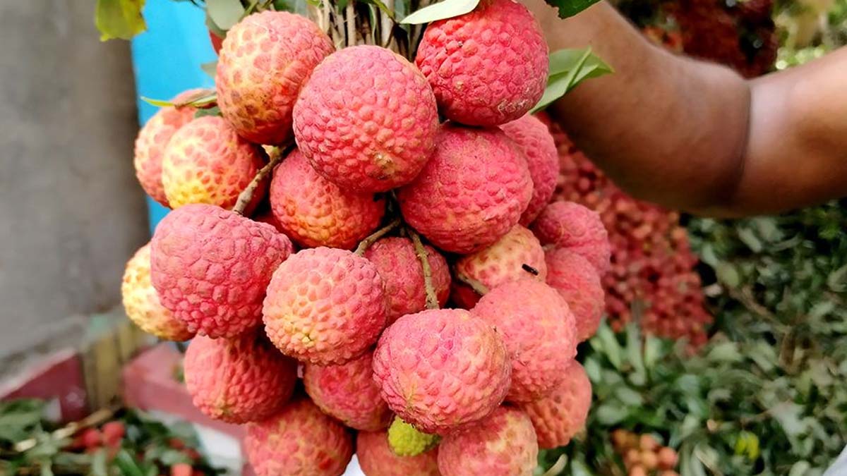 রেকর্ড দামে বিক্রি হচ্ছে লিচু, প্রতি পিস ১১ টাকা