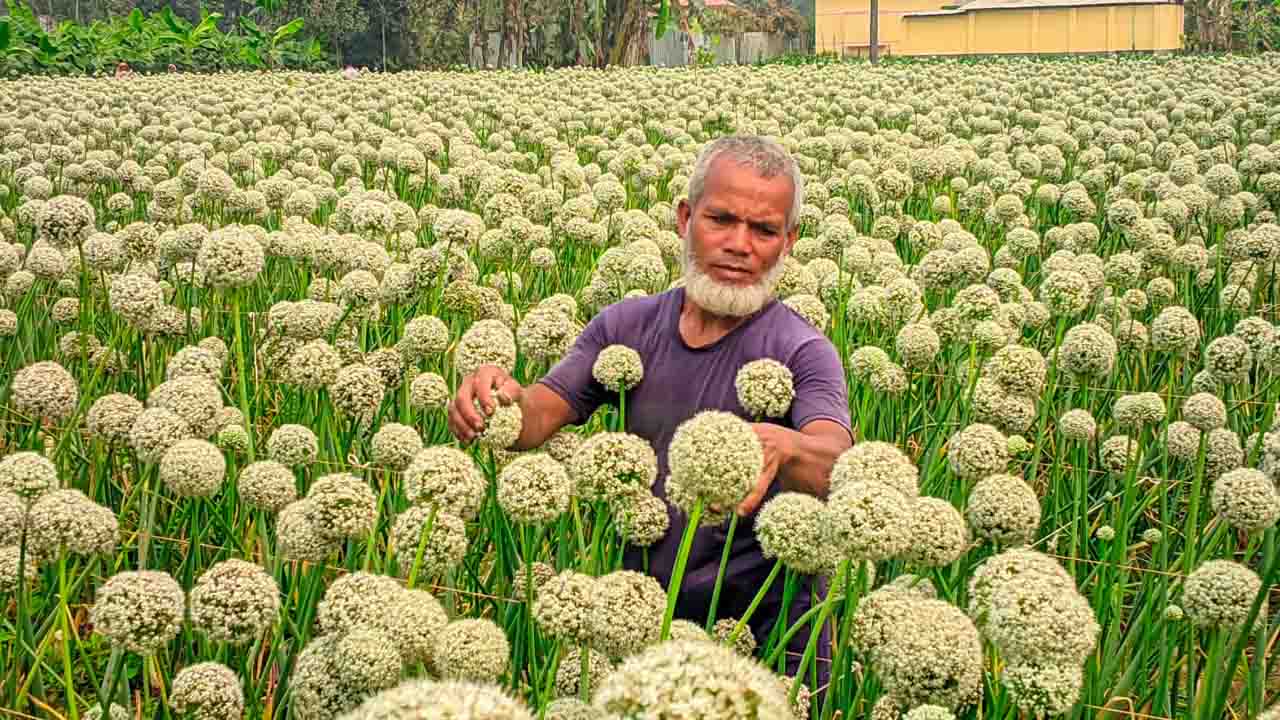 বীরগঞ্জে পেঁয়াজ বীজে স্বপ্ন বুনছেন কৃষক আব্দুল জব্বার