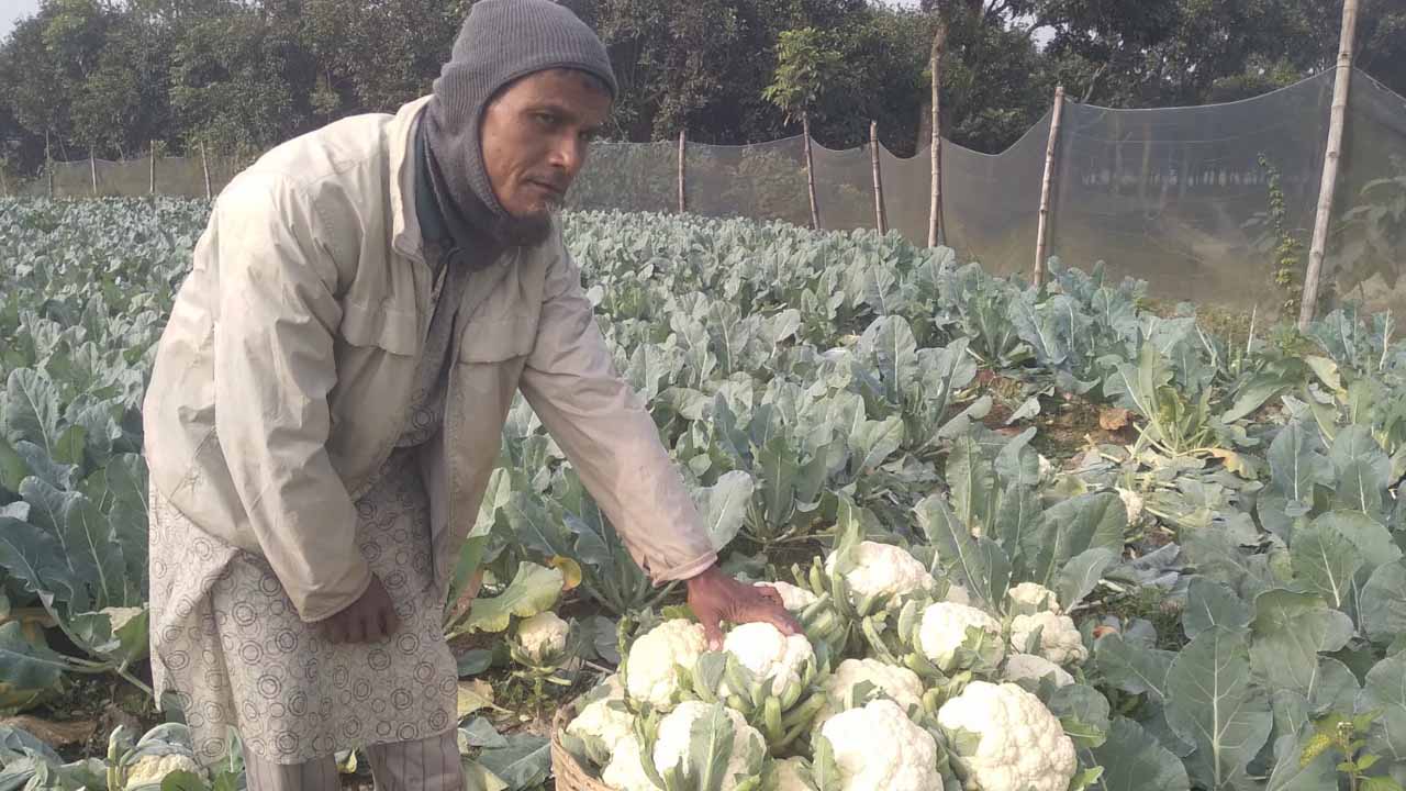 দিনাজপুরে ফুলকপির ন্যায্য মূল্য না পেয়ে বিপাকে কৃষকরা