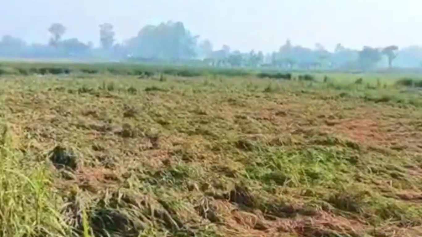 বিরলে ডেইরী ক্যাসেল ফার্মের বর্জ্যে সাত বছর ধরে ফসলহীন জমি
