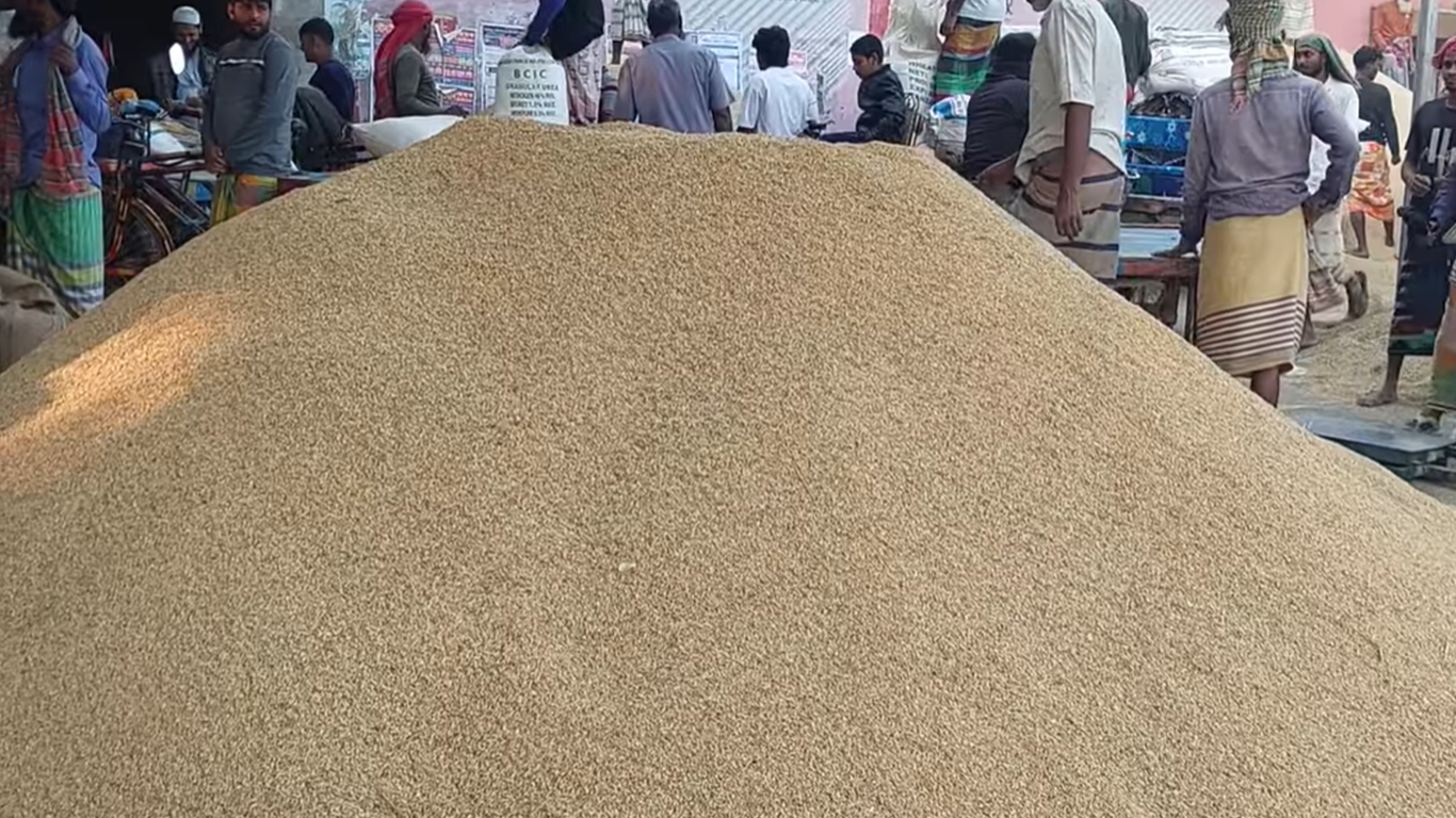 চাঁচকৈড় হাটে ধানের বাজার দর: মিনিকেট ও ২৯ ধানের দাম কত?