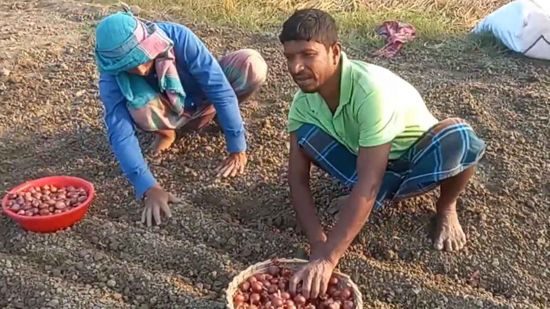রাজবাড়ীতে মুড়িকাটা পেঁয়াজ রোপণের ধুম, ৯০ দিনেই মিলবে ফলন