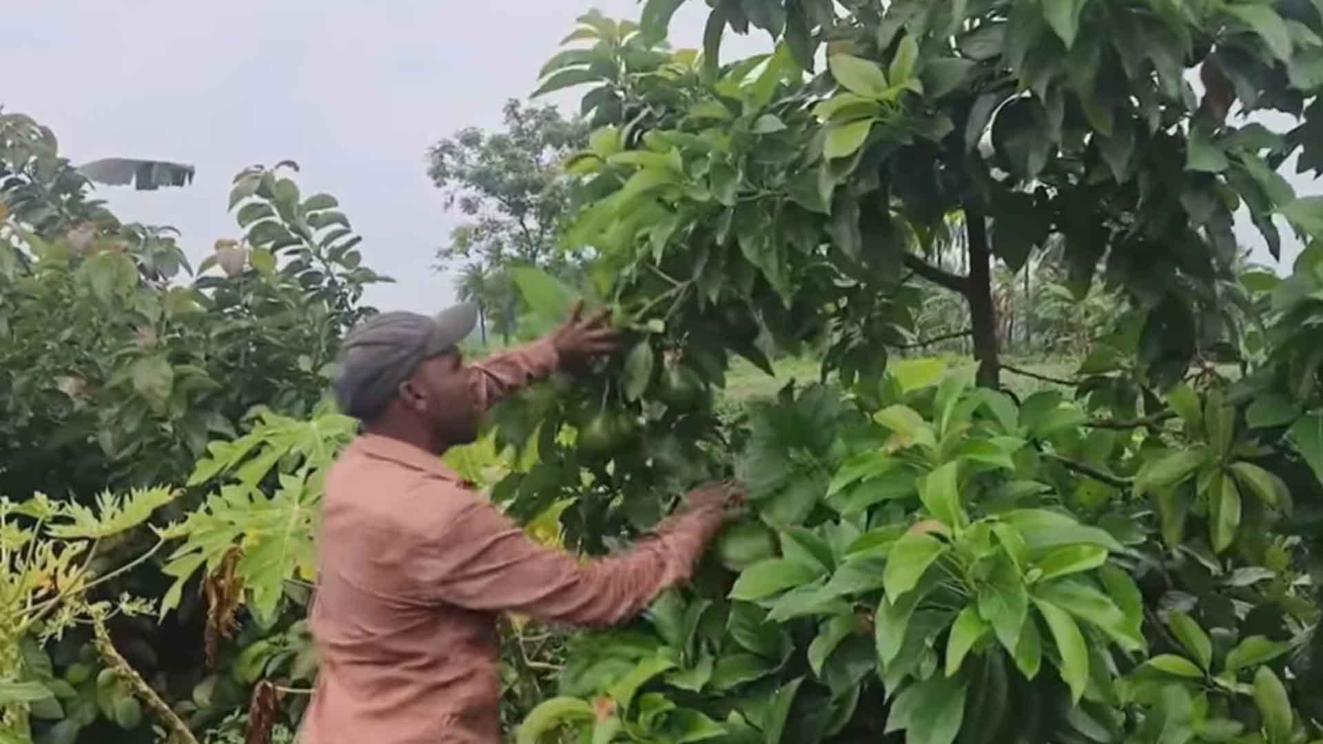 ঝিকরগাছায় অ্যাভোকাডোর বাণিজ্যিক চাষ, বিদেশি ফলের বাম্পার ফলন ও দাম