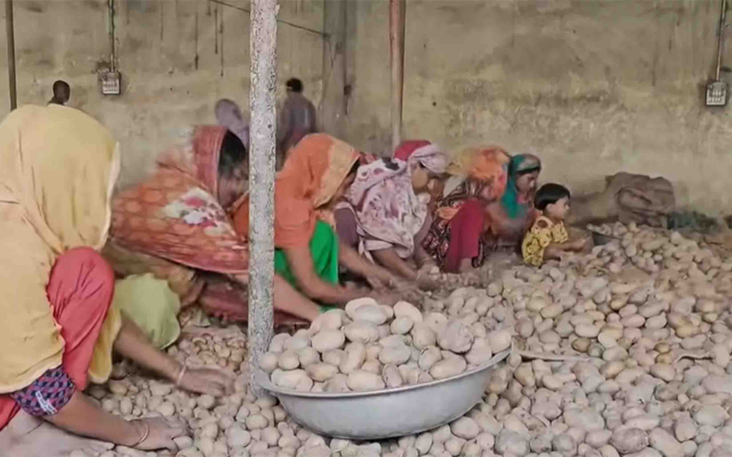 লোকসানের বোঝা মাথায় নিয়ে শূন্য হাতে ফিরছেন মুন্সিগঞ্জের আলু চাষিরা।