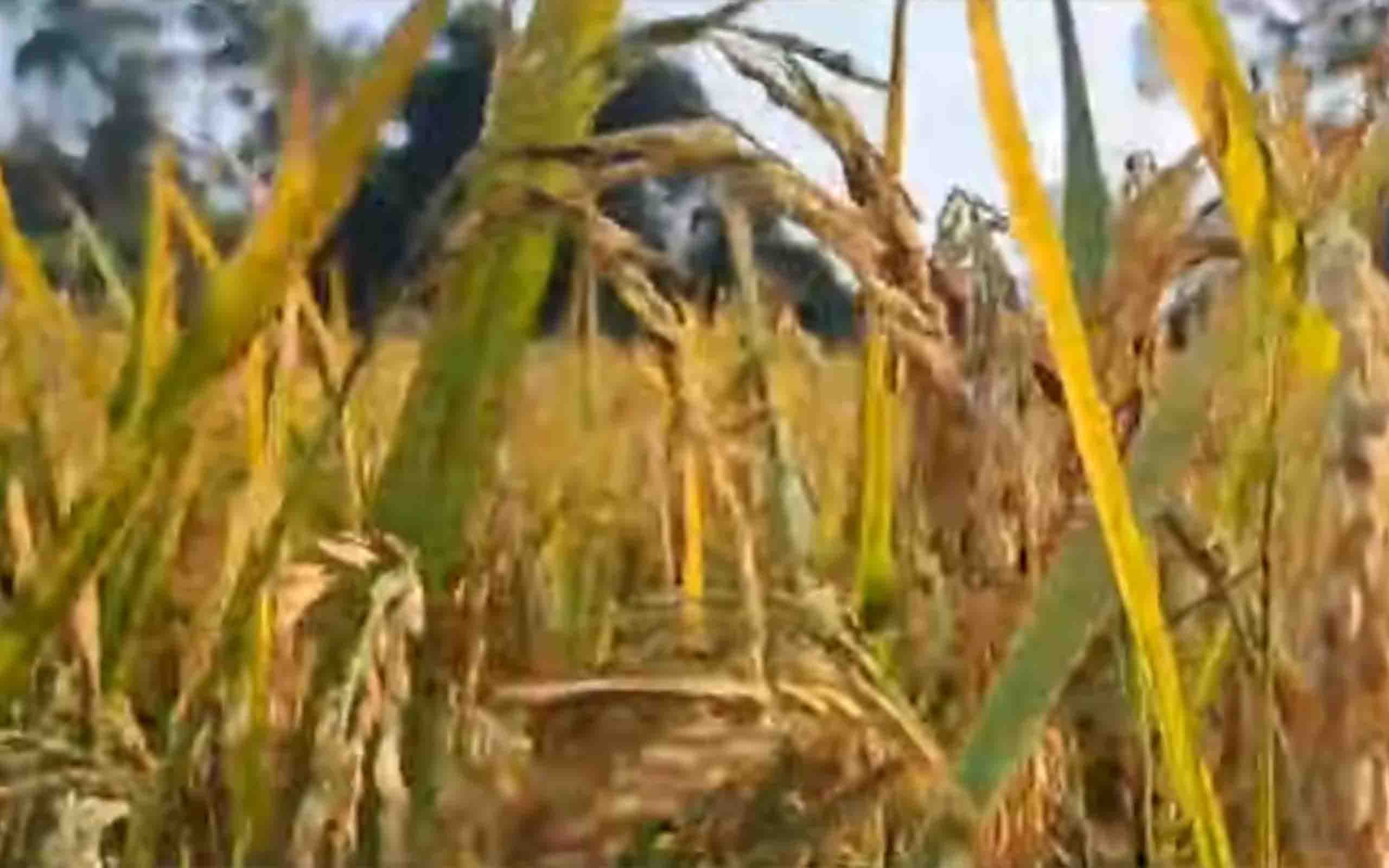 ন্যায্য দাম না পাওয়ায় শেরপুরে আমন ধান ঘরে তুলতেও হতাশ কৃষকরা।