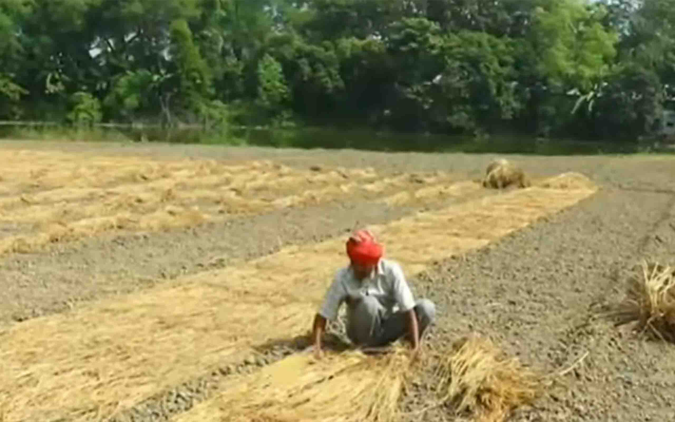 পেঁয়াজের ভান্ডার সুজানগরে জোরেশোরে চলছে বীজতলা তৈরির কাজ।