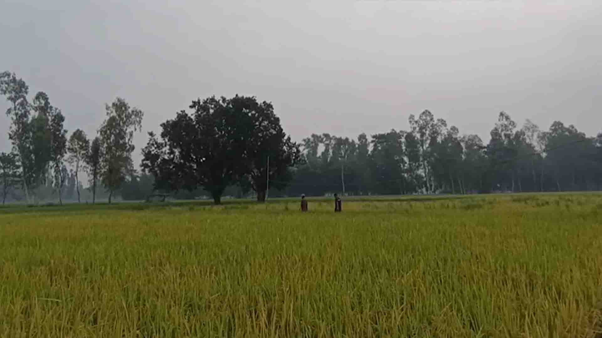 গাইবান্ধায় আমন ধানে ‍‍`কারেন্ট পোকার‍‍` ভয়াবহ আক্রমণ, দিশেহারা কৃষকরা