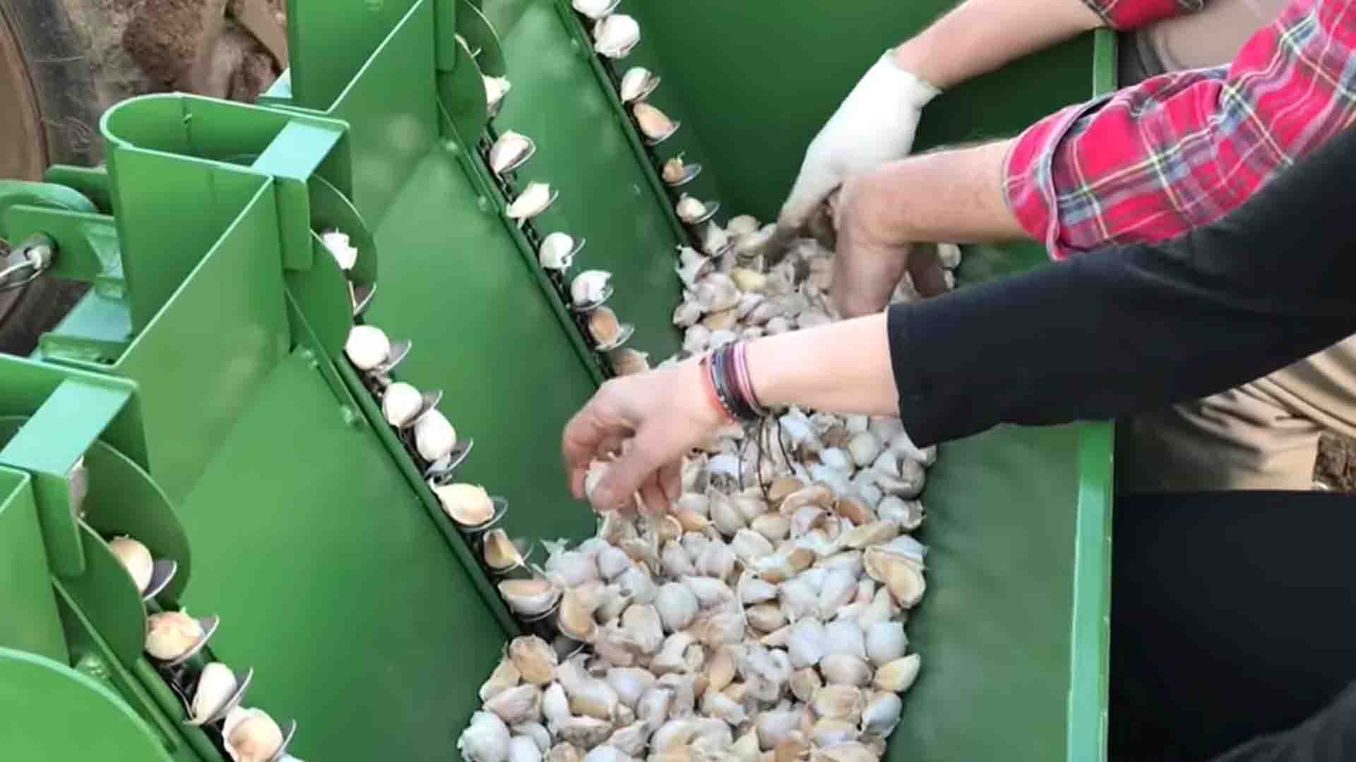 আধুনিক কৃষি প্রযুক্তি: রসুন, লাল মূলা ও বেগুন সংগ্রহ ও প্রক্রিয়াজাতকরণ পদ্ধতি