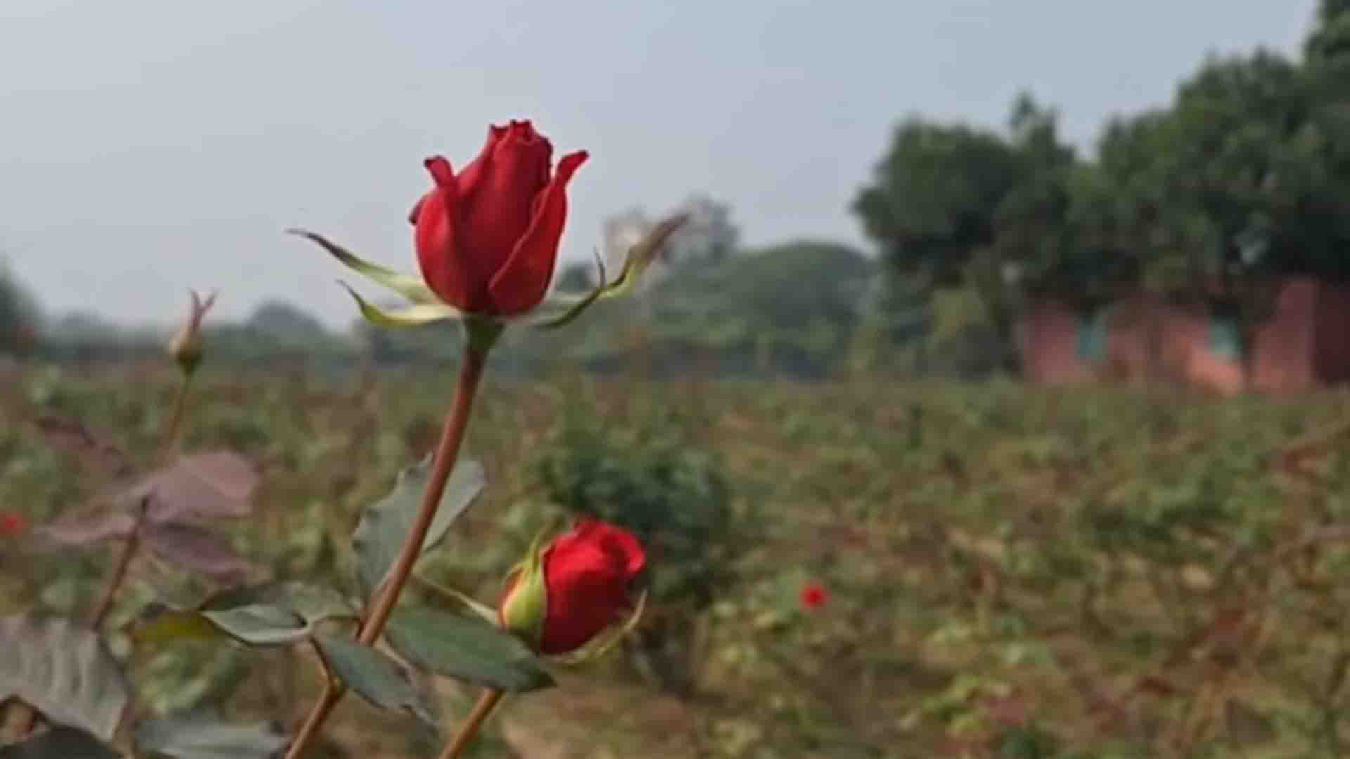 আবাসন আগ্রাসনে সঙ্কুচিত সাভারের ‘গোলাপ গ্রাম’, ভালো নেই শত কোটি টাকার আয়ের চাষিরা