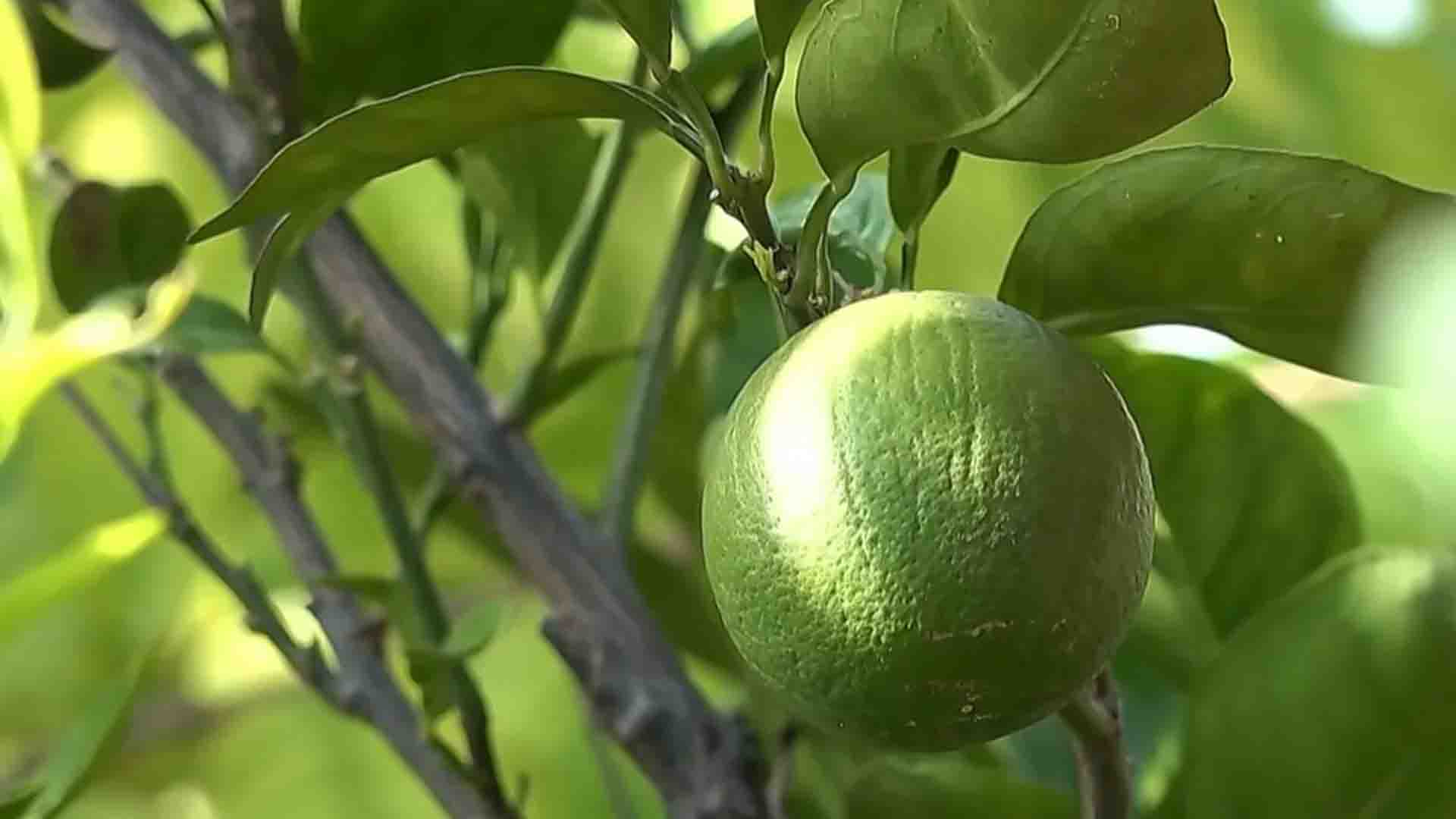 পরিবেশ দূষণ ও স্বাস্থ্যঝুঁকি মোকাবিলায় ঢাকার ছাদ কৃষকদের বিকল্প জীবনযাত্রা