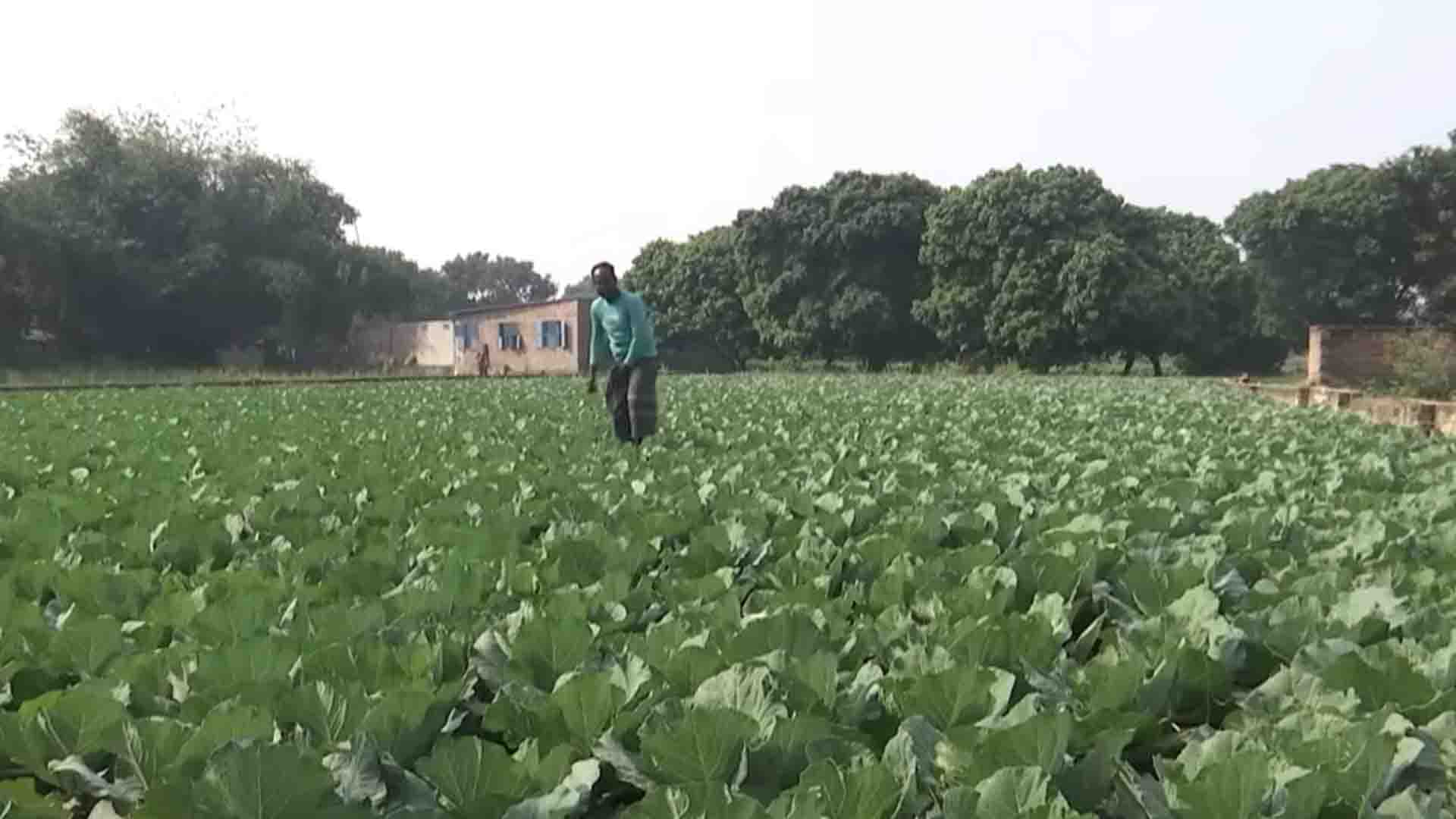 রাজশাহীতে সার সিন্ডিকেট: ৩০০-৮০০ টাকা বেশি দামে বিক্রি,