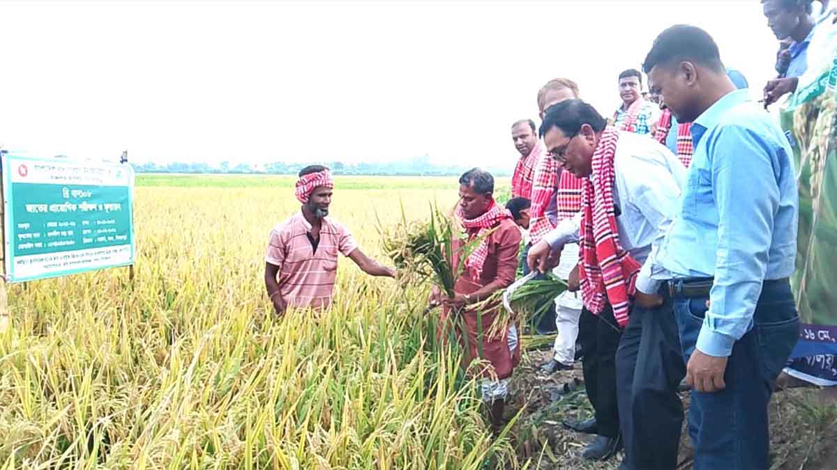 দিনাজপুরে ব্রি ধান ১০৮ এর বাম্পার ফলন ও মাঠ দিবস অনুষ্ঠিত