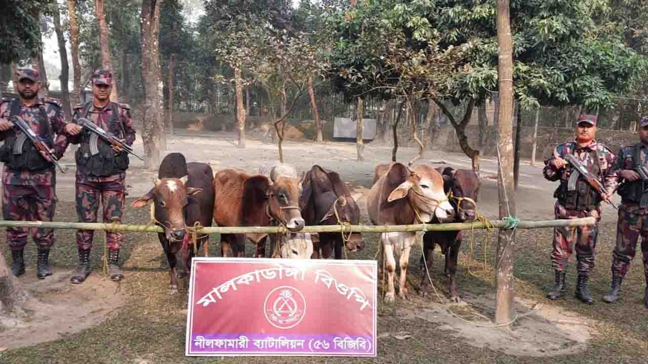 পঞ্চগড় সীমান্তে ৬ লাখ টাকার ভারতীয় গরু উদ্ধার করেছে বিজিবি