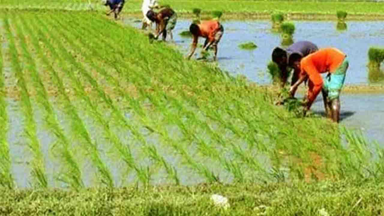 উচ্চ ফলনের আশায় ইরি ও বোরো চারা রোপণে ব্যস্ত দিনাজপুরের কৃষকরা