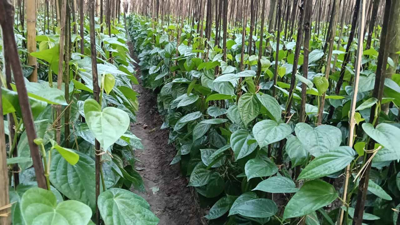 পান চাষে আগ্রহ বাড়ছে চাষিদের