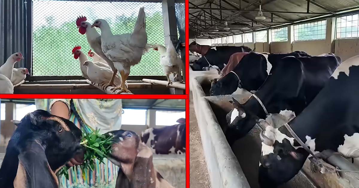 নারী মানেই রান্নাবান্না নয়‍‍`: খামার পরিচালনা করে সফল