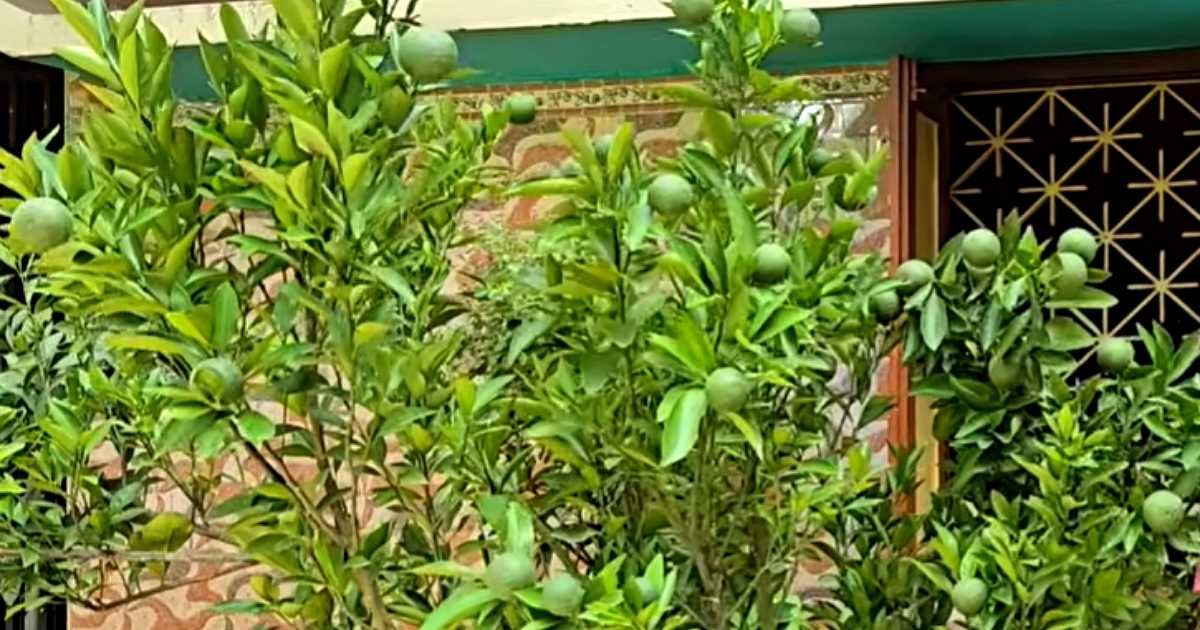নার্সারিতে কম দামে মিলছে বিভিন্ন প্রজাতির উন্নত জাতের ফলের চারা