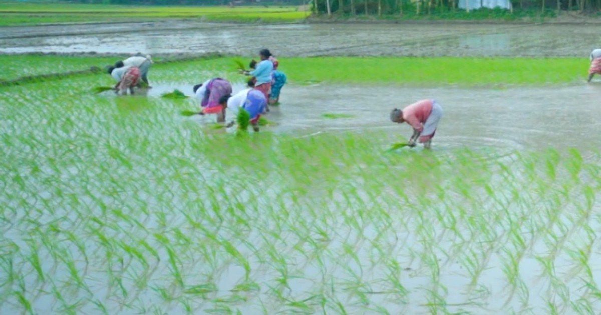 দিনাজপুরের খানসামায় মাঠজুড়ে চলছে আমন ধান রোপণের উৎসব