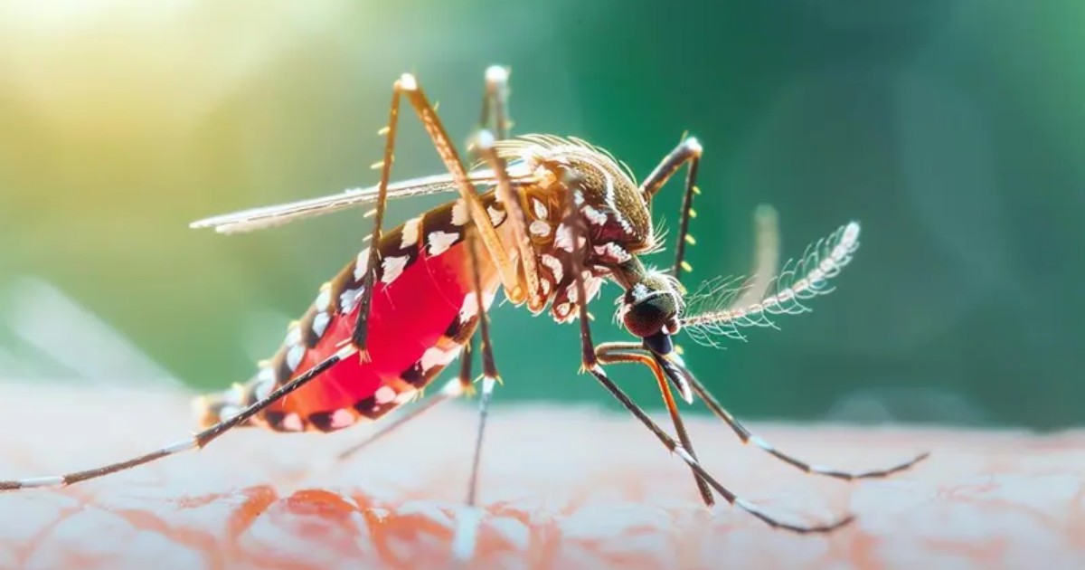 ডেঙ্গুতে আরও ৭ জনের মৃত্যু