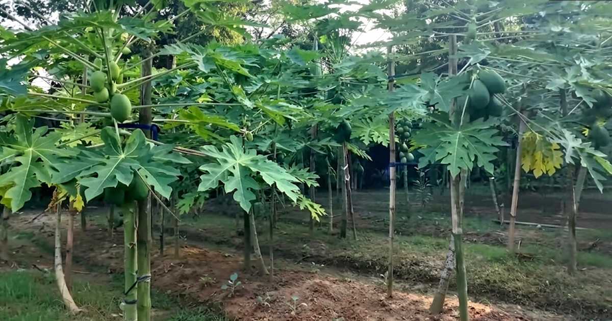 পেঁপে চাষে লাখপতি হওয়া কৃষকের মুখে আত্মনির্ভরশীলতার গল্প