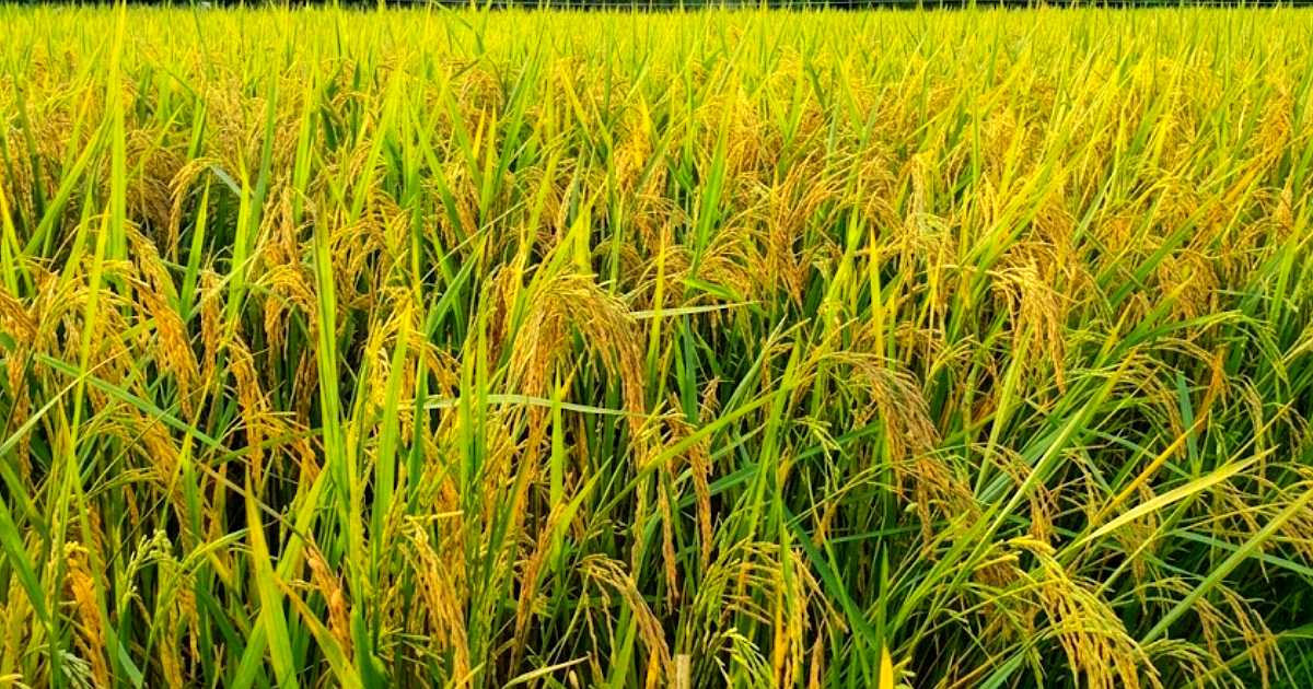 রোপা আমনের বাম্পার ফলনে,কৃষকের মুখে হাসি