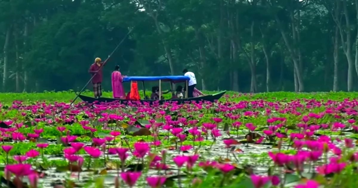 বরিশালের সাতলা বিল: লাল শাপলার স্বর্গরাজ্যে যাওয়ার উপায়
