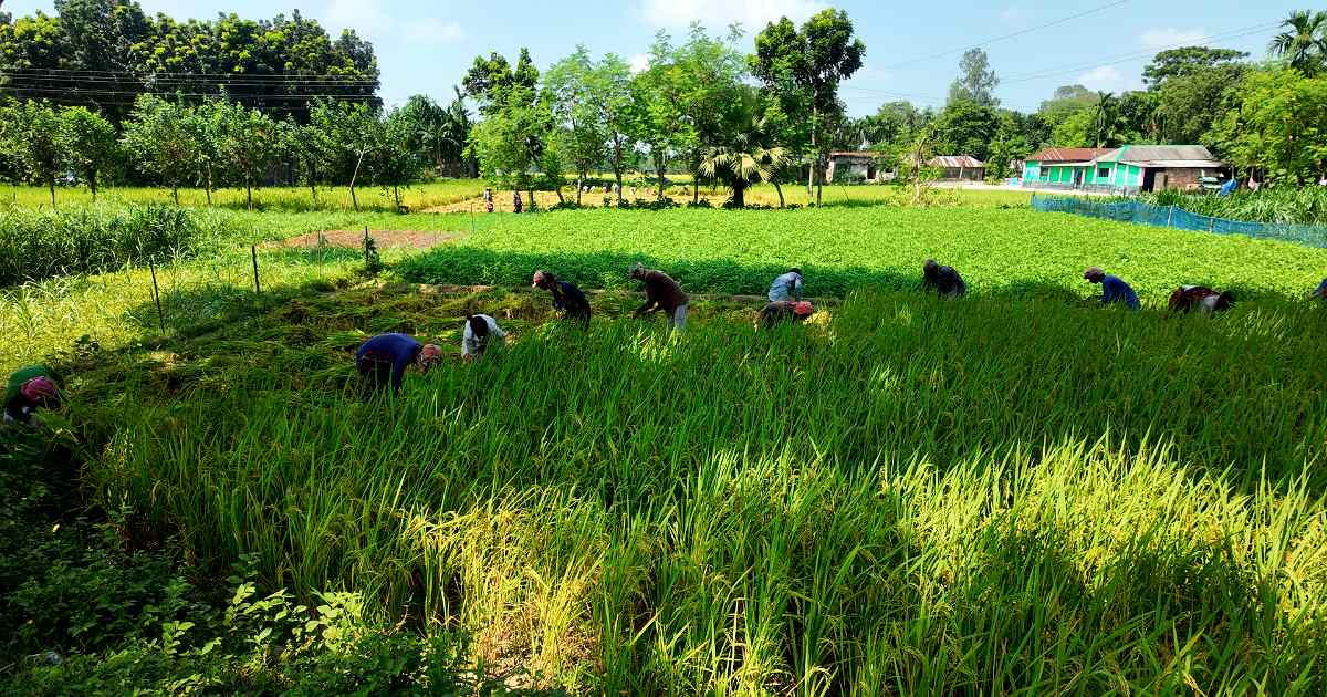 মাঠে আগাম আমন ধান কাটা শুরু, সবার আগে নবান্নের প্রস্তুতি কৃষকদের