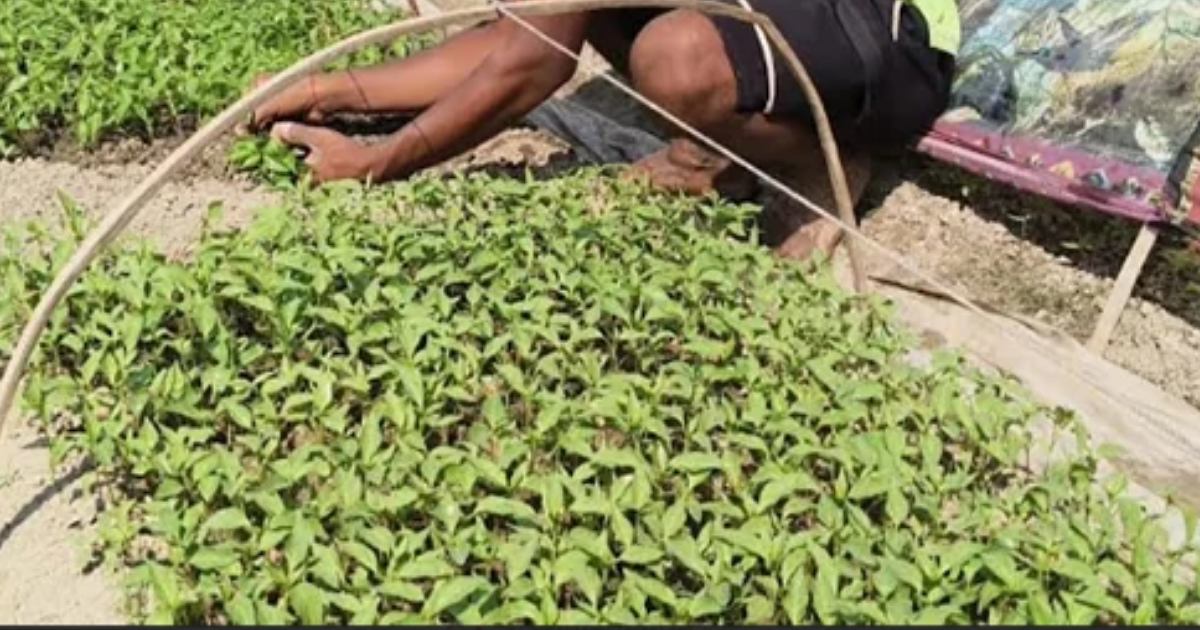 সবজির চারা উৎপাদনে ব্রাহ্মণবাড়িয়ায় কোটি টাকার বাণিজ্য
