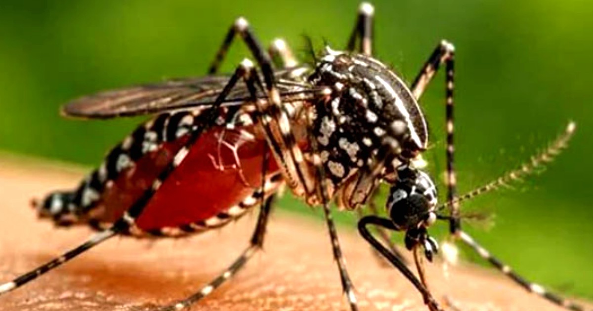 ডেঙ্গুতে একদিনে আরও ৫ জনের মৃত্যু